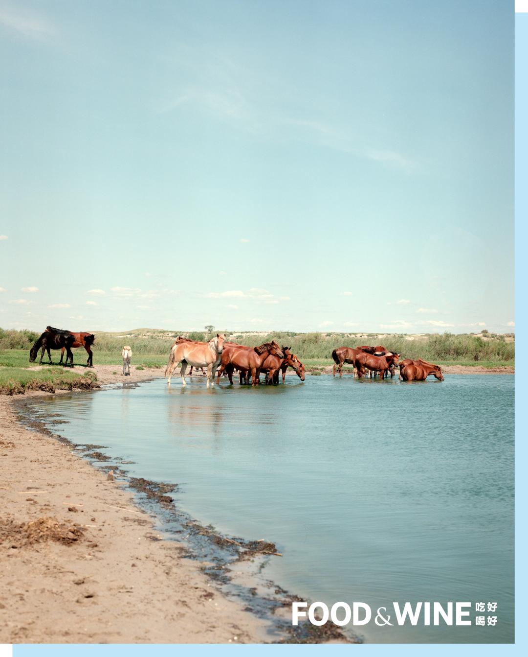 内蒙的马奶酒乳白色,内蒙古赤峰市马奶酒