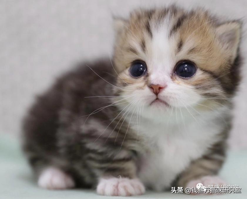 刚生的小猫母猫不在如何照顾,早产没长毛的小猫怎么救活