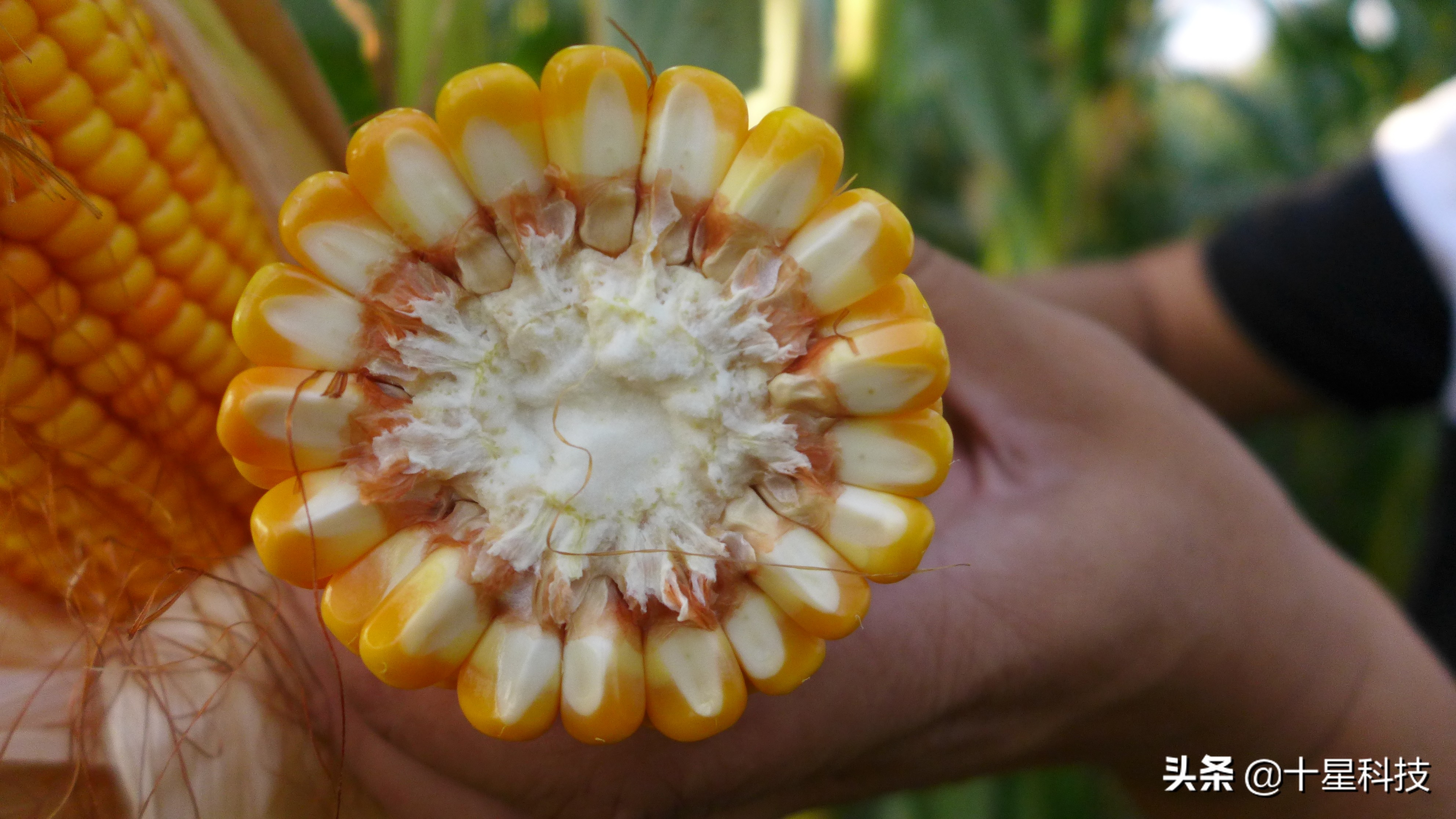 黄淮海夏玉米种排名,黄淮海玉米品种排名哪个好