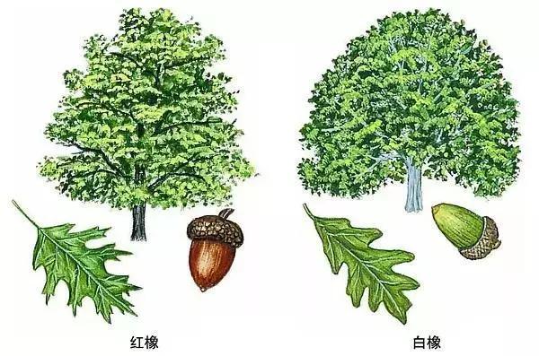 红橡白橡如何从构造上区分,买家具怎么辨别是不是实木