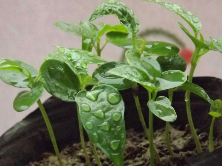 家里的百香果很难熟,盆栽百香果从哪结果