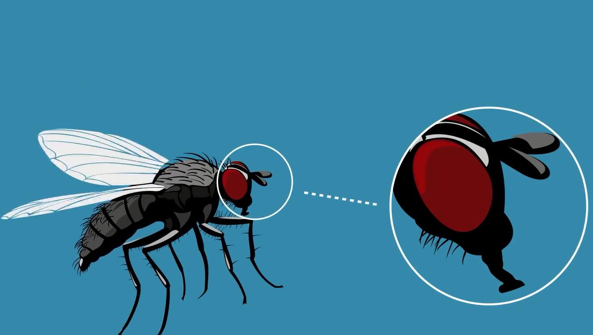 苍蝇是怎么弄下来,苍蝇是怎么捕食的