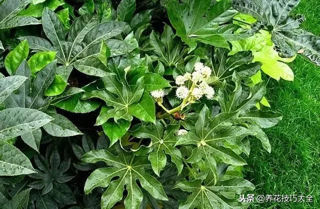 常见小区绿化100种植物图片,常见的水生植物有哪些种