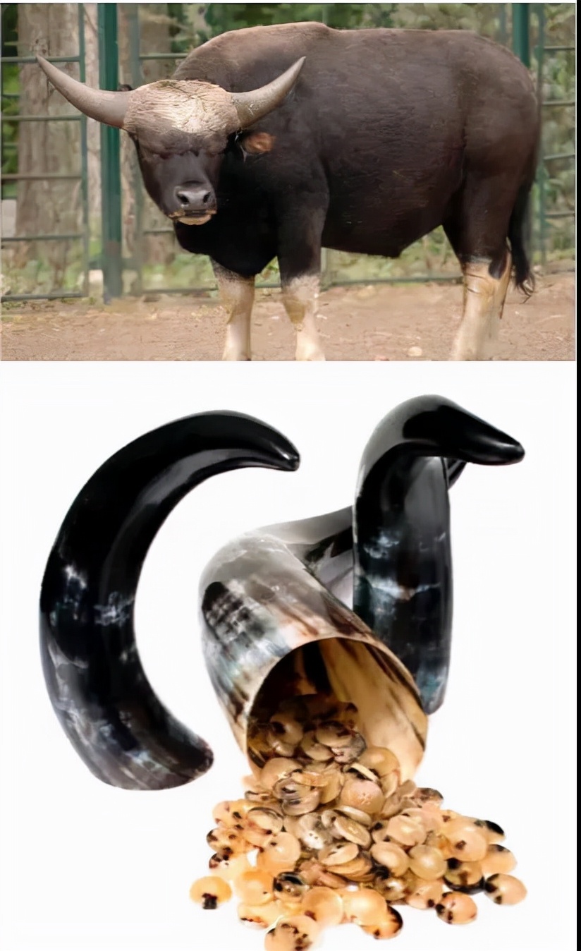 复古纽扣必备工艺有哪些,马氏贝纽扣和海氏贝纽扣的区别