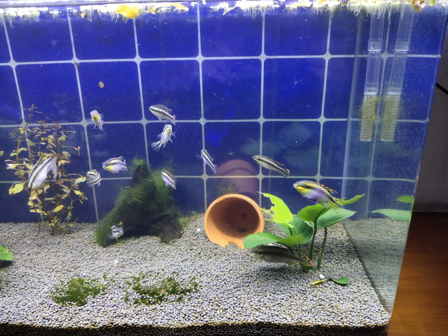 鱼缸里爆发霉菌,鱼缸爆发绿色绒毛藻怎么办