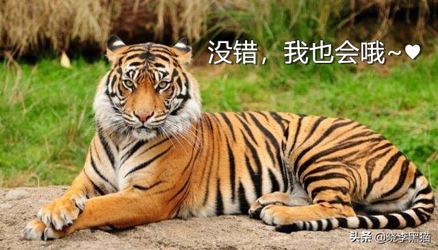 猫的语言有多厉害,猫的语言能力有多强大