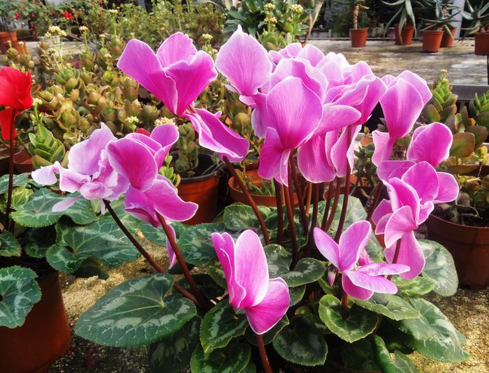 十月适合养什么花,十月现在季节养什么花不怕冷