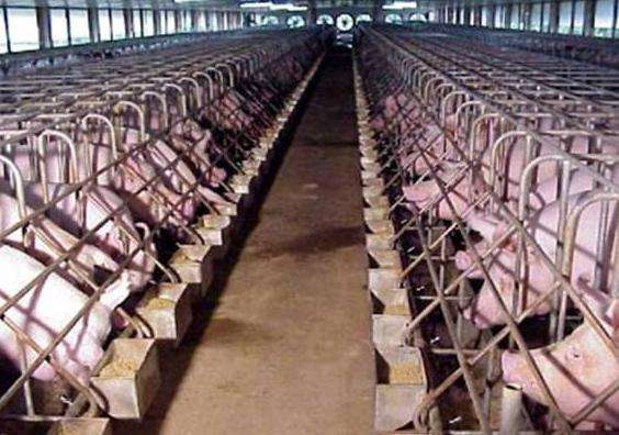 养猪场高压清洗机哪个牌子好用,猪圈高压清洗机排行榜