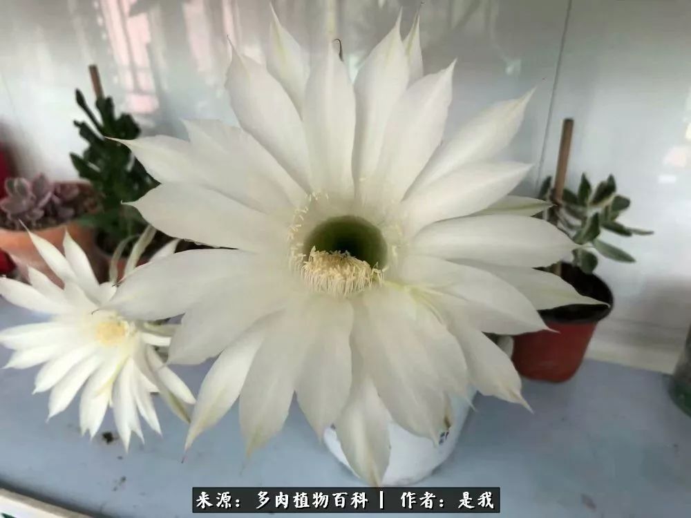 偶遇多肉的感言,偶遇山中多肉