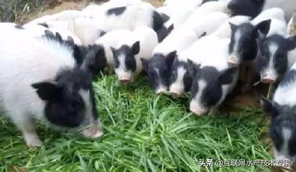 室内养殖最挣钱的项目,现在农村养殖什么最赚钱