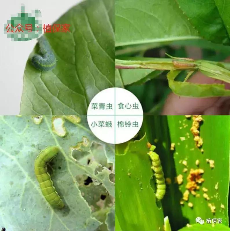 常用农药药剂特性大汇总，千万别错过！！！值得收藏