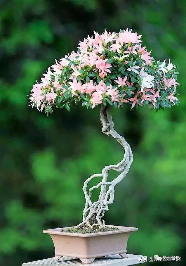 以根代杆下细上粗式盆景图片,十种适合吊着养的盆景