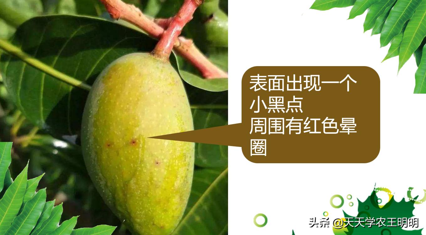 芒果炭疽用什么药,芒果炭疽