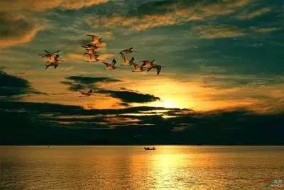 海藻的任性,海藻的执着