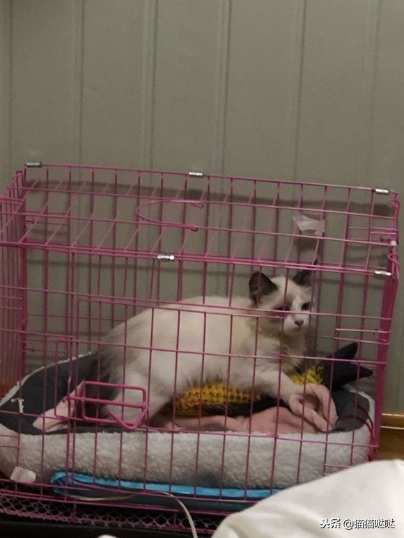 小猫得了猫癣怎么治好得快,小猫得了猫癣能治好吗