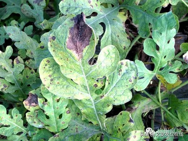 西瓜病虫害防治方法,盆栽西瓜怎么预防虫害