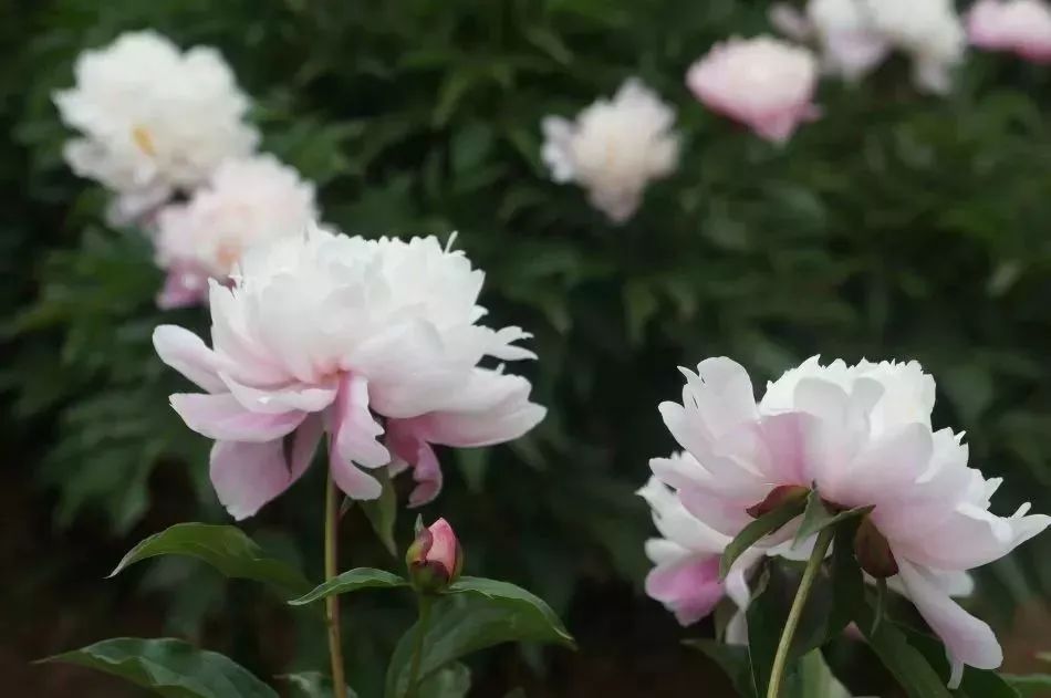 看到花的时候,不知是什么花?那就收下这份百花图谱