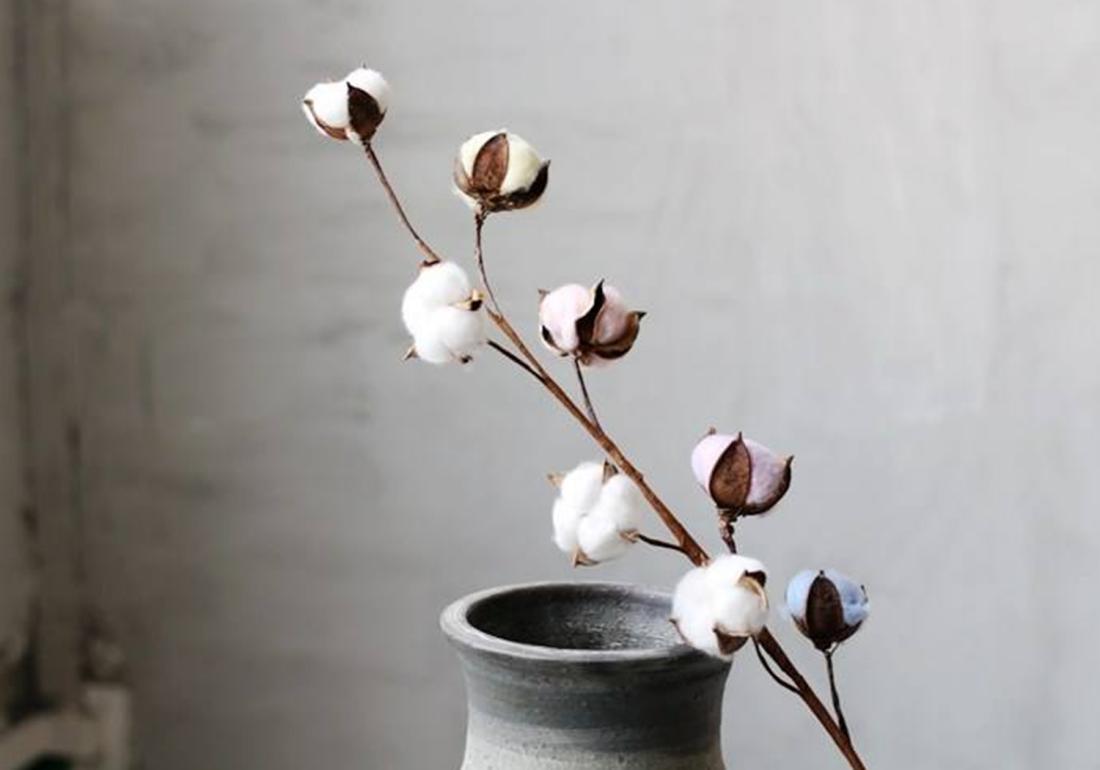 棉田管理的方法,棉田除草的正确方法