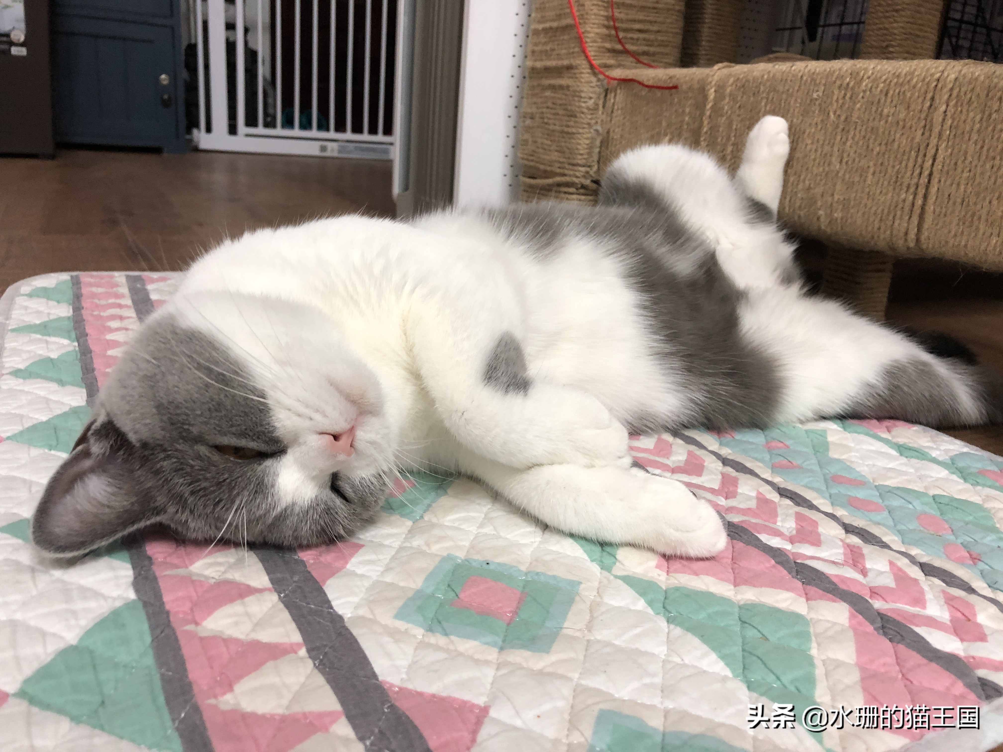 夏日炎炎,谨防猫咪中暑!如何区分热射病和日射病?中暑咋办?