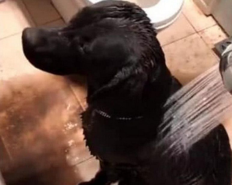 为什么黑色的拉布拉多很少有人养,黑色拉布拉多1-12个月变化图