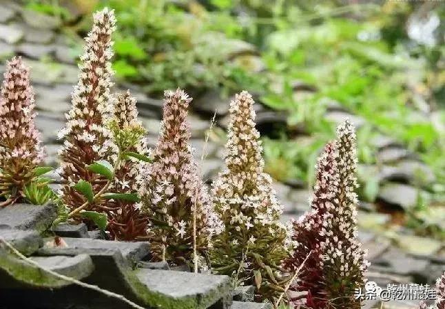 随笔吉他贝斯,瓦松的故事