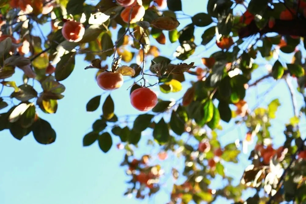 北京所有小学排名一览表,北京30所小学排名一览表