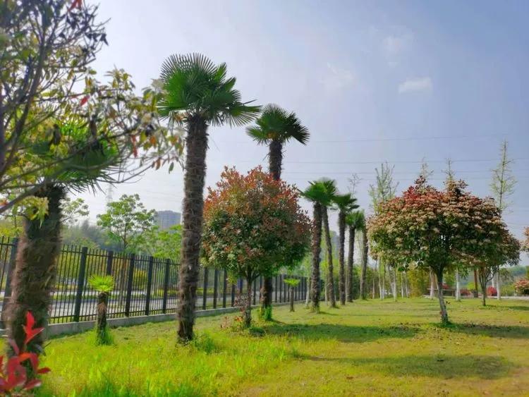 @亲爱的浠水思源学子：疫散花开，等你回来！