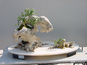 丛林式盆景欣赏,盆景欣赏及制作