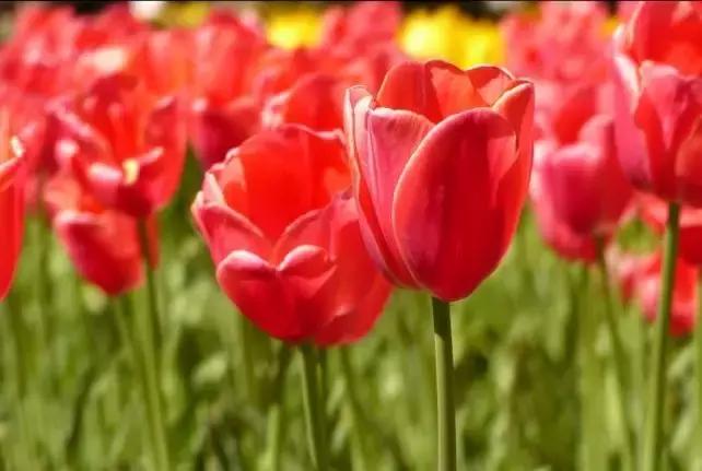 最适合赏花的花,视觉盛宴五种赏花名花供您选择