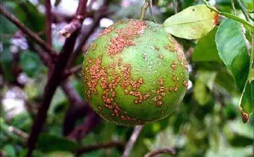 种脐橙果农,种橙子农民