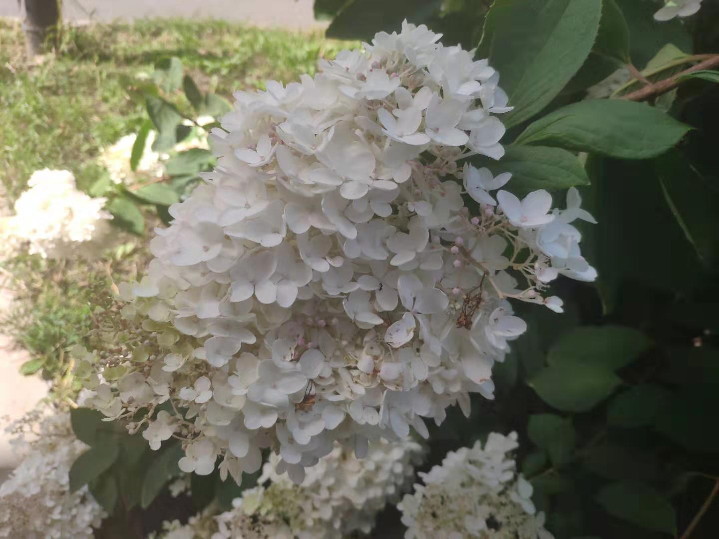 公园里的一树白色小花,簇拥在一起像绣球,味道很清香