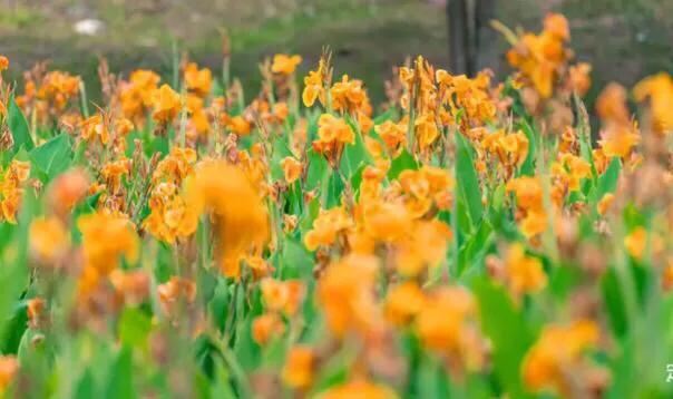 深圳花海公园推荐景点有哪些,深圳花海公园地址在哪里