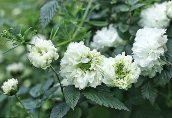 荼蘼不争春寂寞开最晩彭连熙图说十二月花神