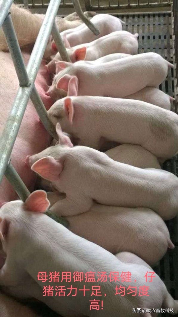 广西南宁养猪场,广西中草药养猪