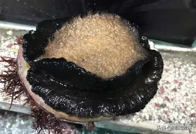 水煮贝壳类海鲜煮多久,海边海鲜用什么水煮好吃