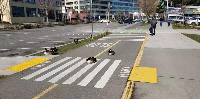 海豚“杰克”在暗礁海域为船只引航41年，爱让我们更懂得善待生命