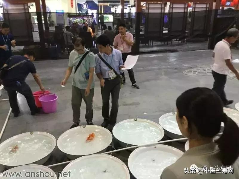 世界金鱼大赛在福州举行,2019中国世界金鱼大赛