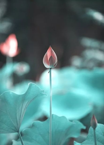 中国水墨荷花欣赏映日荷花别样红,映日荷花别样红写的是哪里的荷花