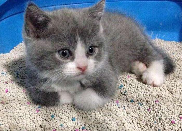 猫咪不长胖是什么原因,猫咪不吃饭是什么原因