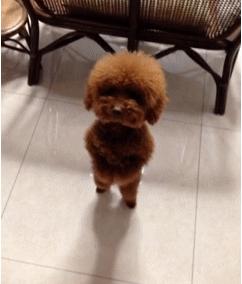 想养泰迪这6个缺点你可得想好了,怎么样来把泰迪养的又乖又漂亮呢