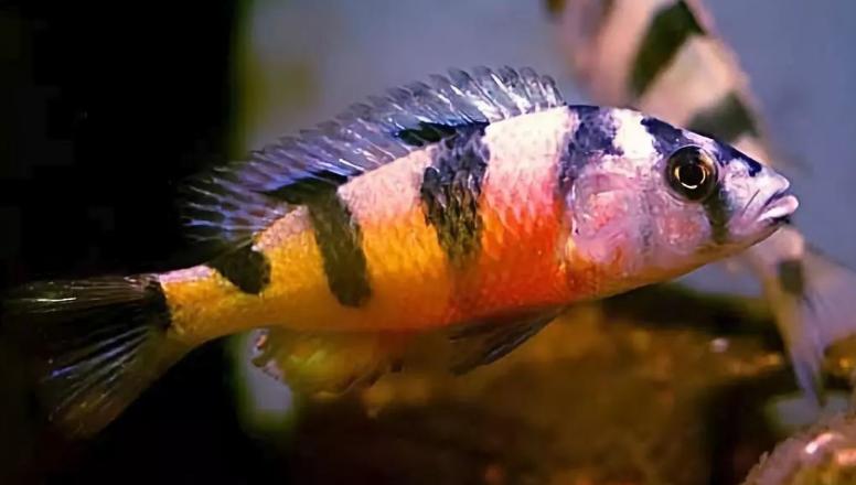 蓝阿里三湖慈鲷凶吗,三湖慈鲷和什么混养