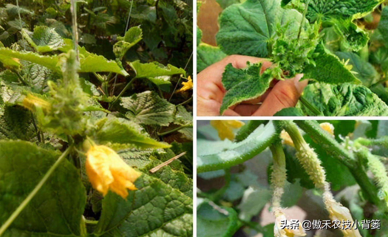 黄瓜还没结就花打顶了怎么办,黄瓜出现花打顶的原因和防治措施