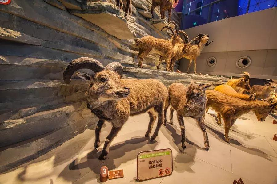 适合遛娃的亲子博物馆,周末遛娃好去处自然博物馆