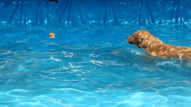 汪汪汪~宁波首家宠物主题乐园登陆江北，铲屎官们走起