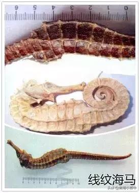 海马强肾丸厉害之处,海马搭配什么可散结清热