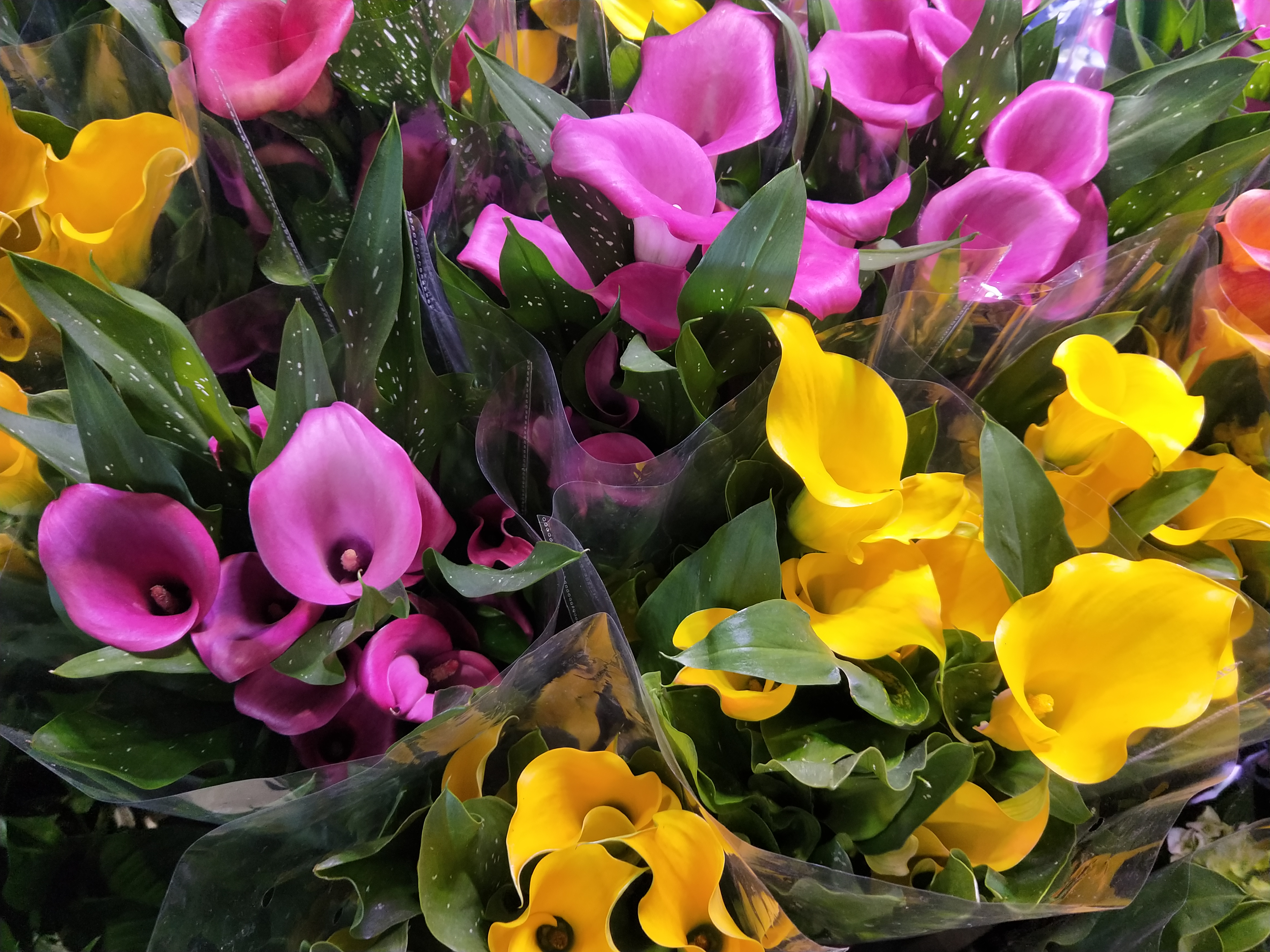 天热什么时候给花浇水好,为什么低温时少给花浇水