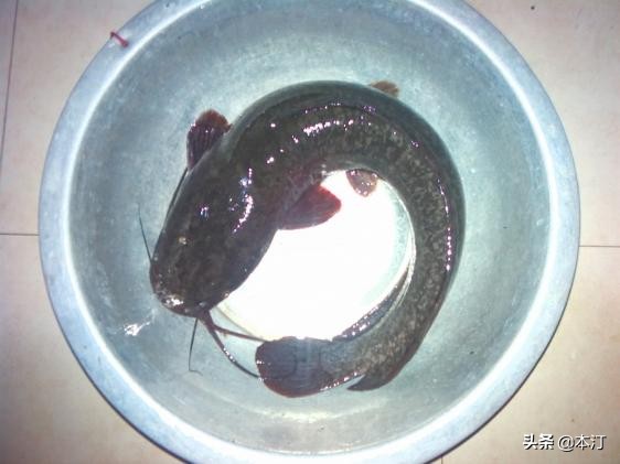 忙里偷闲抽点时间出来钓鱼,忙里偷闲去钓鱼的视频