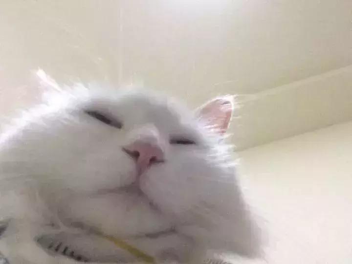 养狗或猫是否对抑郁症有好处,猫狗能治愈抑郁症吗