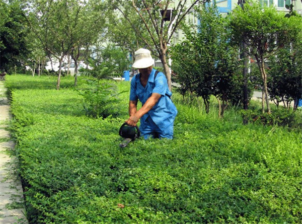 鐗╀笟缁垮寲淇濇磥宸ヤ綔鎬荤粨,鐗╀笟淇濇磥缁垮寲鏈嶅姟缇庣瘒