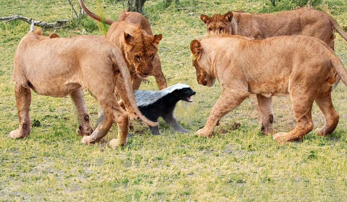 鬣狗和平头哥打架真实记录,鬣狗想捕食平头哥结果惹错了对象